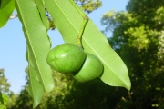 <strong>Apocynaceae - Ochrosia borbonica - J.F.Gmel.</strong><br />© Sarrailh Jean-Michel / CIRAD