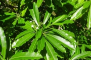<strong>Apocynaceae - Ochrosia borbonica - J.F.Gmel.</strong><br />© Sarrailh Jean-Michel / CIRAD