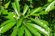 <strong>Apocynaceae - Ochrosia borbonica - J.F.Gmel.</strong><br />© Sarrailh Jean-Michel / CIRAD