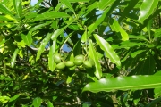 <strong>Apocynaceae - Ochrosia borbonica - J.F.Gmel.</strong><br />© Sarrailh Jean-Michel / CIRAD