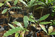 <strong>Apocynaceae - Ochrosia borbonica - J.F.Gmel.</strong><br />© Sarrailh Jean-Michel / CIRAD