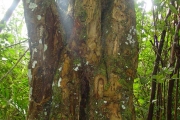 <strong>Apocynaceae - Ochrosia borbonica - J.F.Gmel.</strong><br />© Sarrailh Jean-Michel / CIRAD