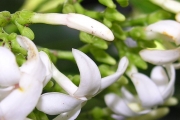 <strong>Apocynaceae - Ochrosia borbonica - J.F.Gmel.</strong><br />© Sarrailh Jean-Michel / CIRAD