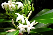 <strong>Apocynaceae - Ochrosia borbonica - J.F.Gmel.</strong><br />© Sarrailh Jean-Michel / CIRAD