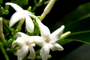 <strong>Apocynaceae - Ochrosia borbonica - J.F.Gmel.</strong><br />© Sarrailh Jean-Michel / CIRAD