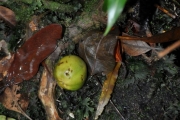 <strong>Apocynaceae - Ochrosia borbonica - J.F.Gmel.</strong><br />© Sarrailh Jean-Michel / CIRAD