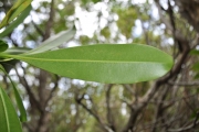 <strong>Apocynaceae - Ochrosia borbonica - J.F.Gmel.</strong><br />© Sarrailh Jean-Michel / CIRAD