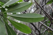 <strong>Apocynaceae - Ochrosia borbonica - J.F.Gmel.</strong><br />© Sarrailh Jean-Michel / CIRAD