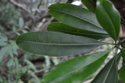 <strong>Apocynaceae - Ochrosia borbonica - J.F.Gmel.</strong><br />© Sarrailh Jean-Michel / CIRAD
