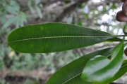 <strong>Apocynaceae - Ochrosia borbonica - J.F.Gmel.</strong><br />© Sarrailh Jean-Michel / CIRAD