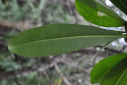 <strong>Apocynaceae - Ochrosia borbonica - J.F.Gmel.</strong><br />© Sarrailh Jean-Michel / CIRAD