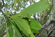 <strong>Apocynaceae - Ochrosia borbonica - J.F.Gmel.</strong><br />© Sarrailh Jean-Michel / CIRAD