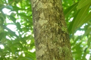 <strong>Oleaceae - Olea lancea - Lam.</strong><br />© Sarrailh Jean-Michel / CIRAD
