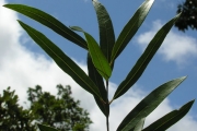<strong>Oleaceae - Olea lancea - Lam.</strong><br />© Sarrailh Jean-Michel / CIRAD