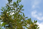 <strong>Oleaceae - Olea lancea - Lam.</strong><br />© Sarrailh Jean-Michel / CIRAD