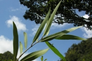 <strong>Oleaceae - Olea lancea - Lam.</strong><br />© Sarrailh Jean-Michel / CIRAD