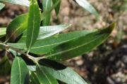 <strong>Oleaceae - Olea lancea - Lam.</strong><br />© Sarrailh Jean-Michel / CIRAD