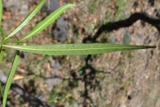 <strong>Oleaceae - Olea lancea - Lam.</strong><br />© Sarrailh Jean-Michel / CIRAD
