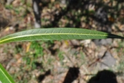 <strong>Oleaceae - Olea lancea - Lam.</strong><br />© Sarrailh Jean-Michel / CIRAD