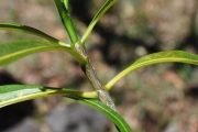 <strong>Oleaceae - Olea lancea - Lam.</strong><br />© Sarrailh Jean-Michel / CIRAD