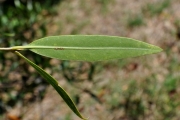 <strong>Oleaceae - Olea lancea - Lam.</strong><br />© Sarrailh Jean-Michel / CIRAD