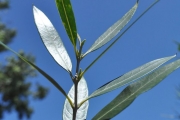 <strong>Oleaceae - Olea lancea - Lam.</strong><br />© Sarrailh Jean-Michel / CIRAD