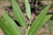 <strong>Oleaceae - Olea lancea - Lam.</strong><br />© Sarrailh Jean-Michel / CIRAD