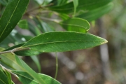 <strong>Oleaceae - Olea lancea - Lam.</strong><br />© Sarrailh Jean-Michel / CIRAD