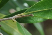 <strong>Oleaceae - Olea lancea - Lam.</strong><br />© Sarrailh Jean-Michel / CIRAD
