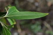 <strong>Oleaceae - Olea lancea - Lam.</strong><br />© Sarrailh Jean-Michel / CIRAD
