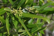 <strong>Oleaceae - Olea lancea - Lam.</strong><br />© Sarrailh Jean-Michel / CIRAD