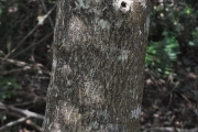 <strong>Oleaceae - Olea lancea - Lam.</strong><br />© Sarrailh Jean-Michel / CIRAD