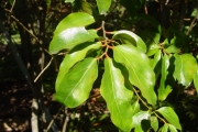 <strong>Olacaceae - Olax psittacorum - (Lam.) Vahl</strong><br />© Sarrailh Jean-Michel / CIRAD