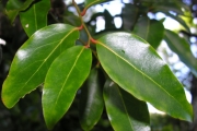<strong>Olacaceae - Olax psittacorum - (Lam.) Vahl</strong><br />© Sarrailh Jean-Michel / CIRAD