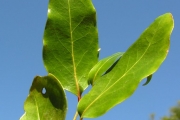 <strong>Olacaceae - Olax psittacorum - (Lam.) Vahl</strong><br />© Sarrailh Jean-Michel / CIRAD