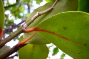 <strong>Olacaceae - Olax psittacorum - (Lam.) Vahl</strong><br />© Perroud Annaïg