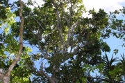 <strong>Olacaceae - Olax psittacorum - (Lam.) Vahl</strong><br />© Perroud Annaïg