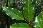 <strong>Olacaceae - Olax psittacorum - (Lam.) Vahl</strong><br />© Sarrailh Jean-Michel / CIRAD