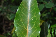 <strong>Olacaceae - Olax psittacorum - (Lam.) Vahl</strong><br />© Sarrailh Jean-Michel / CIRAD