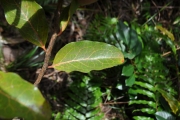 <strong>Olacaceae - Olax psittacorum - (Lam.) Vahl</strong><br />© Sarrailh Jean-Michel / CIRAD
