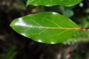 <strong>Olacaceae - Olax psittacorum - (Lam.) Vahl</strong><br />© Sarrailh Jean-Michel / CIRAD