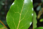 <strong>Olacaceae - Olax psittacorum - (Lam.) Vahl</strong><br />© Sarrailh Jean-Michel / CIRAD