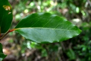<strong>Olacaceae - Olax psittacorum - (Lam.) Vahl</strong><br />© Sarrailh Jean-Michel / CIRAD