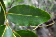 <strong>Olacaceae - Olax psittacorum - (Lam.) Vahl</strong><br />© Sarrailh Jean-Michel / CIRAD