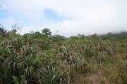 <strong>Pandanaceae - Pandanus montanus - Bory</strong><br />© Turquet Vincent