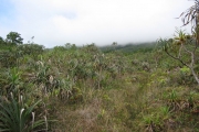 <strong>Pandanaceae - Pandanus montanus - Bory</strong><br />© Turquet Vincent