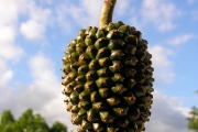 <strong>Pandanaceae - Pandanus montanus - Bory</strong><br />© Sarrailh Jean-Michel / CIRAD