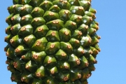 <strong>Pandanaceae - Pandanus montanus - Bory</strong><br />© Sarrailh Jean-Michel / CIRAD