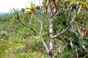 <strong>Pandanaceae - Pandanus montanus - Bory</strong><br />© Turquet Vincent