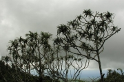 <strong>Pandanaceae - Pandanus montanus - Bory</strong><br />© Sarrailh Jean-Michel / CIRAD